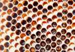 abeilles du cap 1