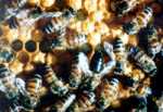 abeilles du cap 2