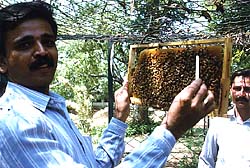 abeilles inde