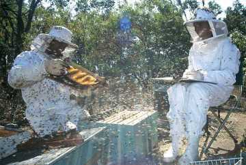 agressivite abeilles
