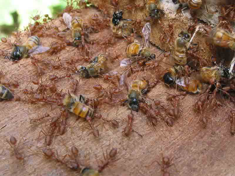 fourmis et abeilles