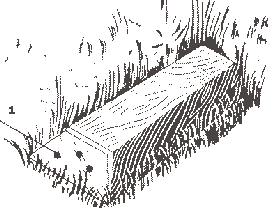 madagascar_12.gif (4228 octets)