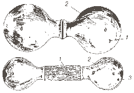 madagascar_13.gif (2904 octets)