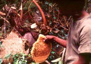 Apiculture à Madagascar (1985)