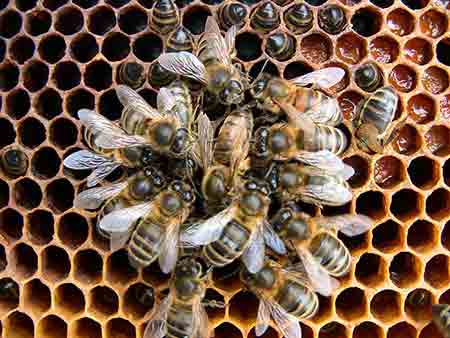 mortalite hivernales abeilles 1973 2014 7