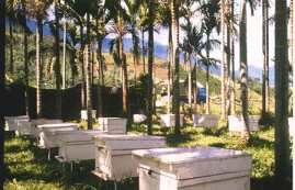 taiwan rucher