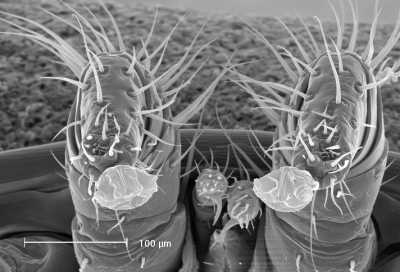 varroa destructor 1