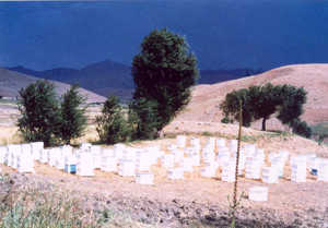 varroatose iran 3