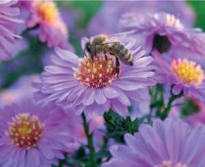abeille lierre