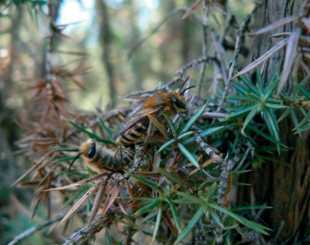 abeille lierre 1