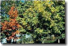 arboriculture 1