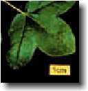 arboriculture feuille 2