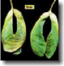arboriculture fruit 7
