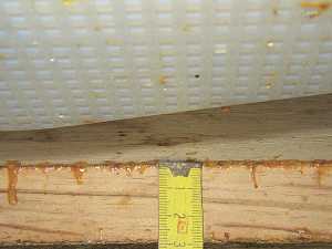 chasse abeilles 1
