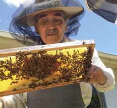 abeilles loi 5
