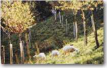 plantations forestieres 9