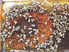 pollen famille 1