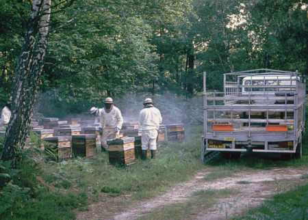 abeilles loi 1