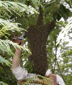 transport abeilles 1