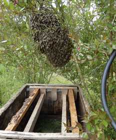 transport abeilles 3