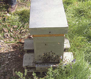 transvasement ruches 0