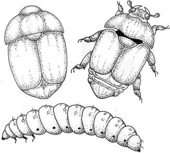 aethina tumida 5