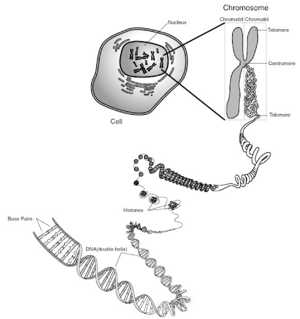 genome 2