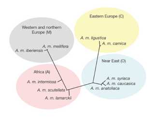 genome abeille 2