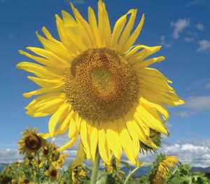 tournesol 1