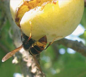 vespa velutina 3