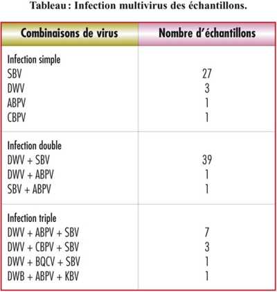 virus danois