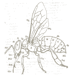 apicultura_naturaleza_1.gif (4030 octets)