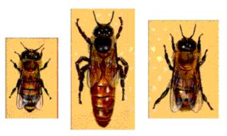 apicultura_naturaleza_2.jpg (11236 octets)