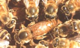 apicultura_naturaleza_3.jpg (10573 octets)