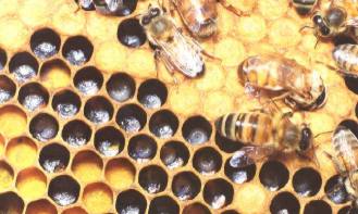 apicultura_naturaleza_4.jpg (17507 octets)