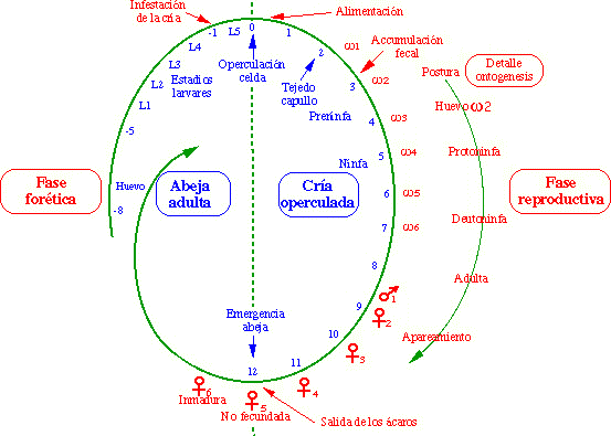 vandame2_sp.gif (12714 octets)