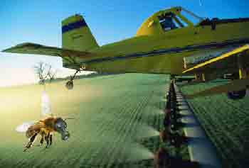 abeille masque avion