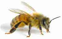 abeille ombree 3