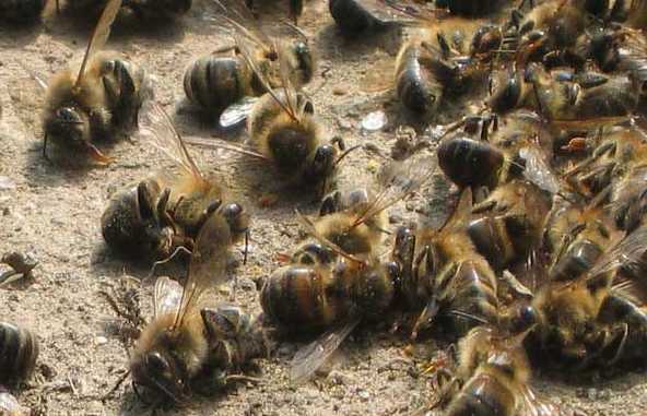 dead bees