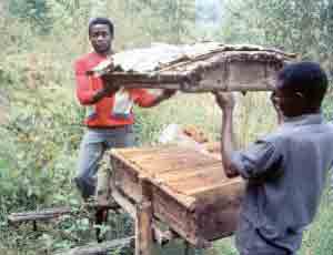 apiculture dévelopement
