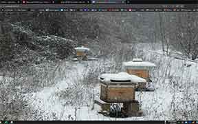 Arts Abeilles