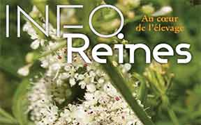Info-Reines