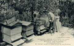 apiculteur009.jpg