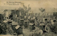 apiculteur022.jpg