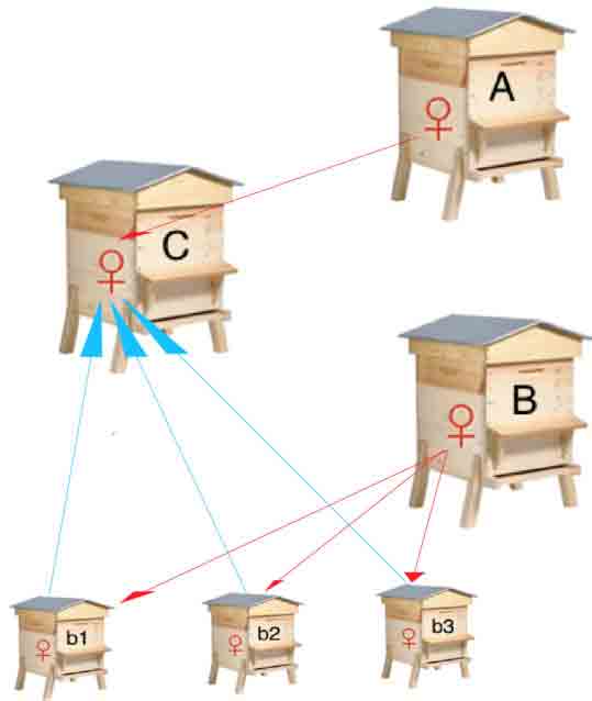 sauvager 3