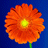 Obregon39s Avatar