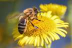 Portrait de mg-apiculture