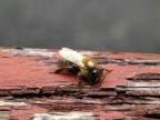 Portrait de abeille64