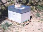 Avatar de Abeilles 34