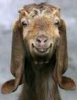 Portrait de bou2ral